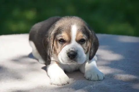Beagle  Chiot N°2 Forgiveness American Dog