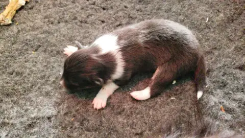 Shetland Sheepdog  M1 Of Chiprey'S Hamlet photo 3