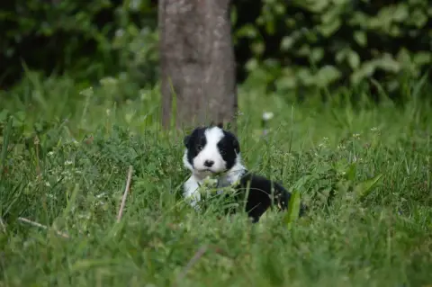 Border Collie  Rose Des Bergers Des P'Tits Ours