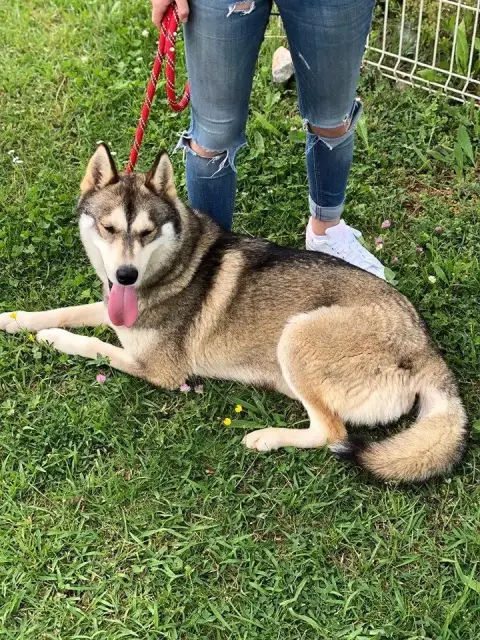 Siberian Husky  Chiot N°3 De Romane De La Fardelle photo 3