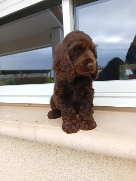 Cocker Spaniel Anglais  Bill Chocolat Et Feu Des Quat 67310 photo 2