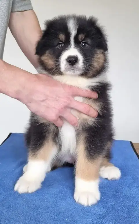 Berger Australien  Chiot N°1 Des Hirondelles Du Voyag cc752 photo 3