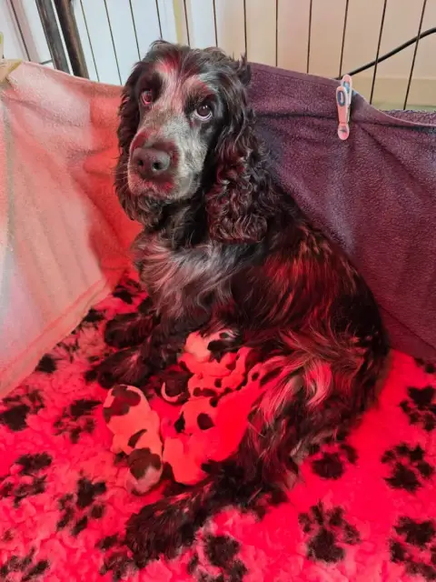 Cocker Spaniel Anglais  Femelle 6 Des Plumes D'Orphée 9b4a6
