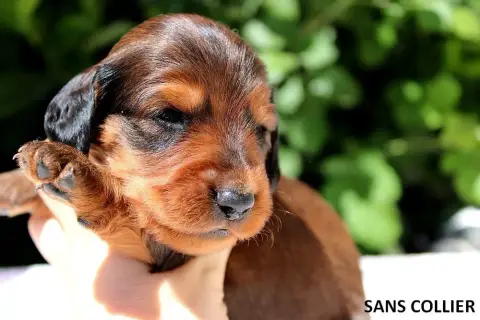 Teckel Poil Long  Chiot N°2 Of Moonlight Blue