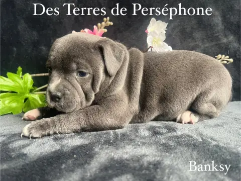 Staffordshire Bull Terrier  Banksy Des Terres De Pers 6e737