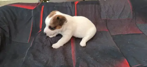 Jack Russell Terrier  Chiot 8 De L'Etang De Rochefort f3a6a photo 2