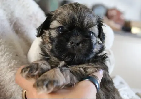 Adopter Shih Tzu 
                        Boom Clap Des Merve 5dca0