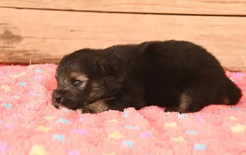 Chien Finnois De Laponie 
                        Chi 7ea10