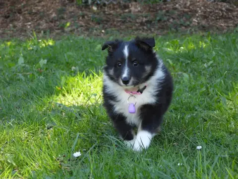 Shetland Sheepdog  Chiot N°4 Du Sapin Vert photo 3