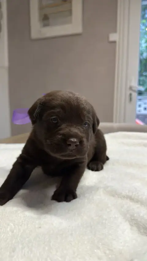 Labrador Retriever  Chiot N°3 Des Délices De Praline e0257