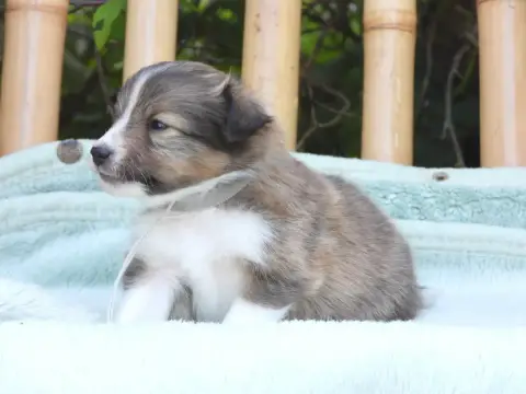 Shetland Sheepdog  Chiot N°1 Du Sapin Vert photo 3