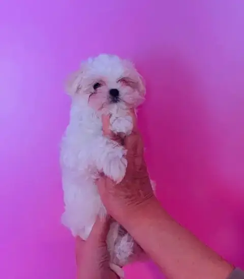 Bichon Maltais  Bianka Des Brumes De Rhodanie