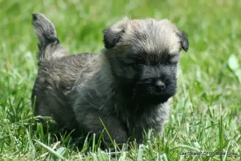 Cairn Terrier photo 3