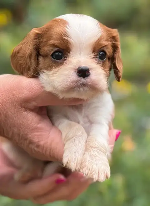 Cavalier King Charles Spaniel photo 2