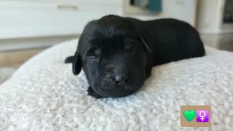 Labrador Retriever  Femelle 1 (Noire) Du Jardin Des C af497