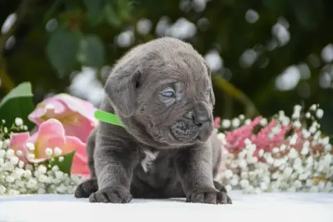 Cane Corso 
                        Collier Vert I Ha 6aab7 photo 3