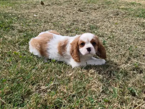 Cavalier King Charles Spaniel  Bonus De Paline photo 2