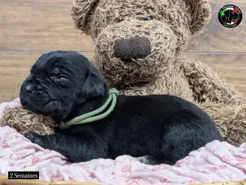 Cane Corso  Collier Guacamole De La Treizieme Legion bcd3e photo 3