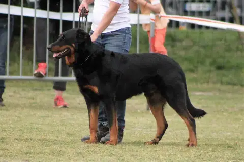 Berger De Beauce  Chiot N°2 Du Jardin D'Oslo photo 3