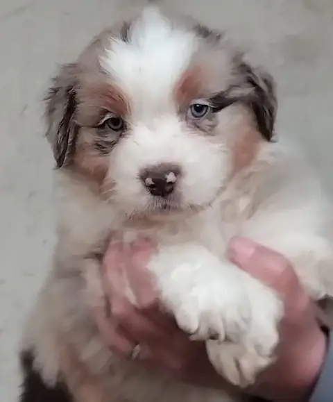 Berger Australien  Chiot N°7 Du Chemin De Mathenou