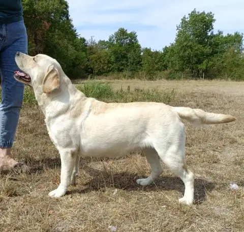 Labrador Retriever  Buck Du Royaume De Lecki photo 3