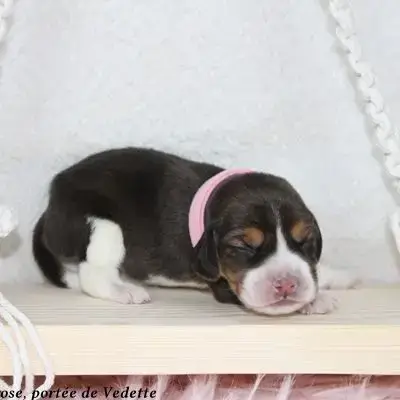 Chiots Beagle Lof À Vendre