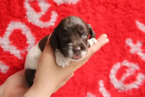 English Springer Spaniel  B Brush Master