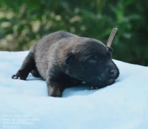 Berger Belge  Chiot 8 Mady'N Alphysia