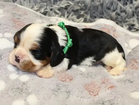 Cavalier King Charles Spaniel  Chiot N°4