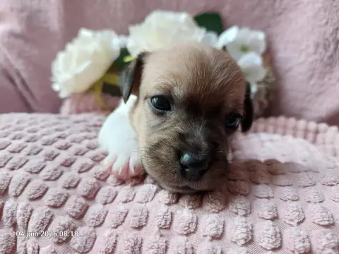 Jack Russell Terrier  Bb3-