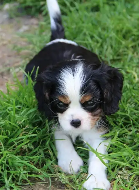 Cavalier King Charles Spaniel  Chiot N°5 Du Domaine D 2a035 photo 2