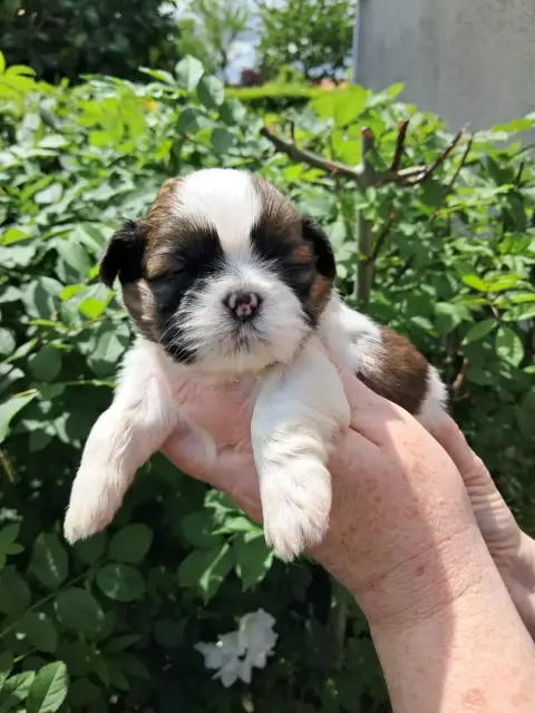 Shih Tzu  Baiko Soclemax