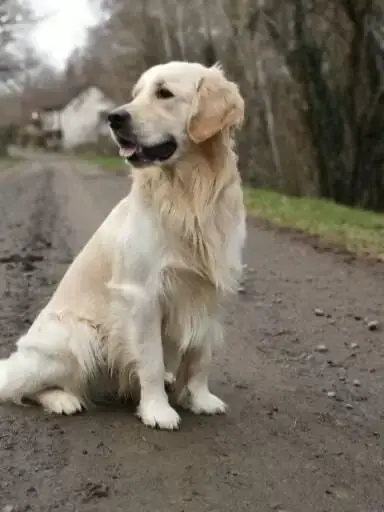 Golden Retriever  Butterfly photo 3