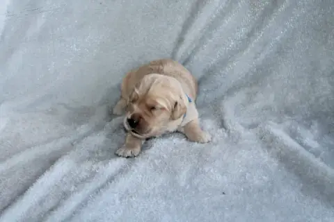 Golden Retriever 
                        Mâle Bleu D 636b9