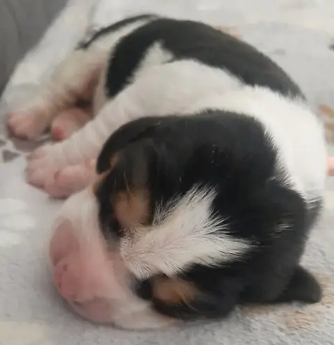Basset Hound  Collier Rose Du Domaine Du Bois Dore photo 2