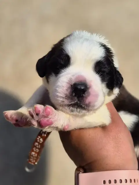 Chien Du Saint-