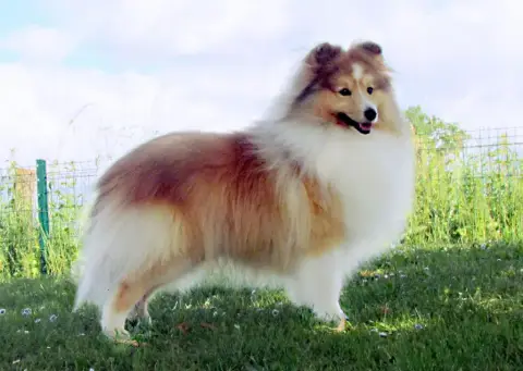 Shetland Sheepdog  Bb Louis Des Bordes Rouges photo 3