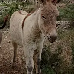 Anon De Provence