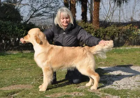 Golden Retriever  Mr Marine De La Vallée Des Golden D 778c3 photo 3