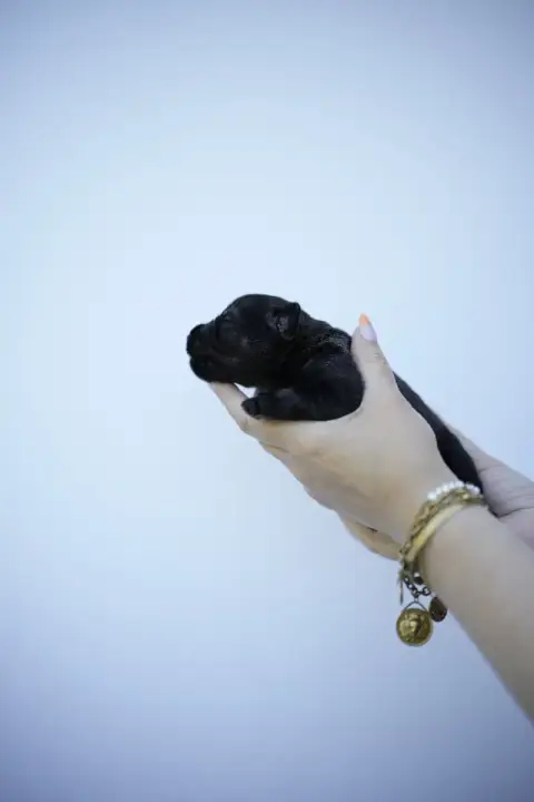Schnauzer  Chiot 5 Du Domaine De Prescalix