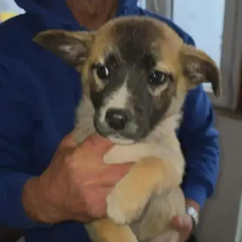 Jimi À L'Adoption