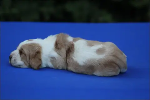 Basset Hound  Chiot 2 De La Flamme Sacrée D'Hestia photo 3