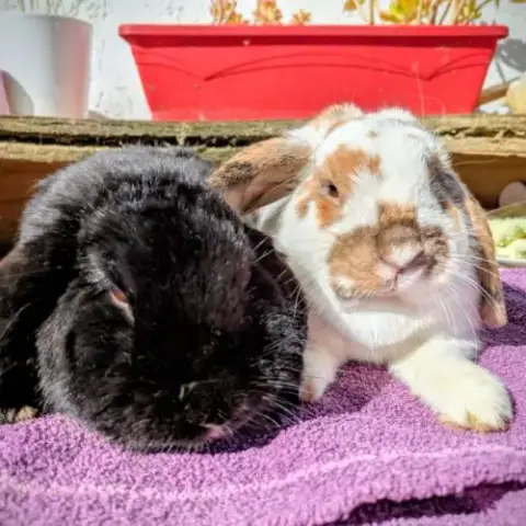 Couple De Bélier