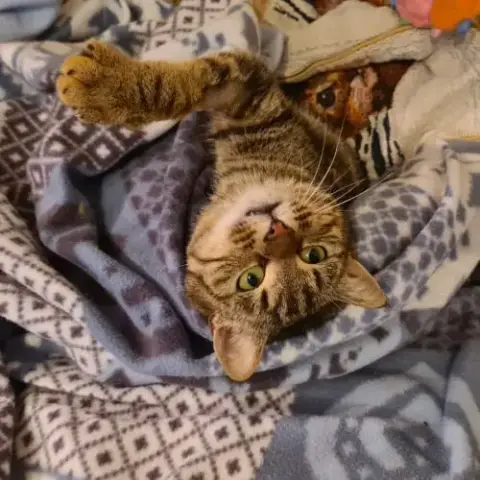 Chatte Tri-Pattes-Olivia