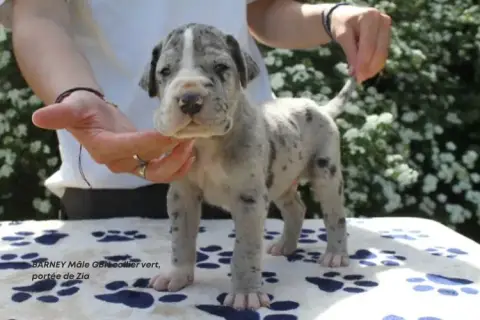 Dogue Allemand  Barney Du Clos Du Bonheur