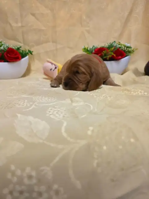 Cocker Spaniel Anglais 
                        B.... 2ce5d photo 3