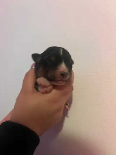 Berger Australien  Chiot N°1