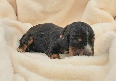 Cocker Spaniel Anglais  Bonbon photo 3
