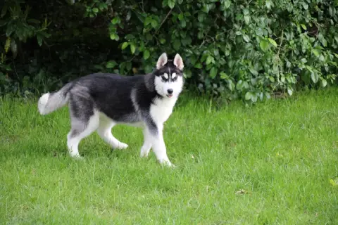 Siberian Husky  Chiot N°3 Des Legendes Du Triskel photo 2