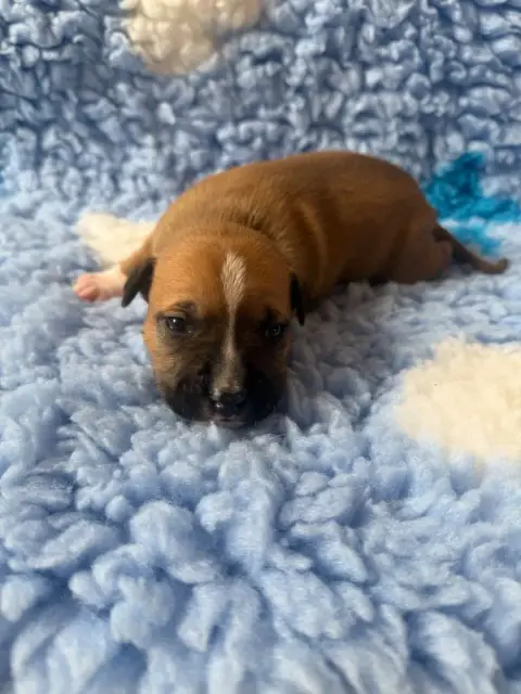American Staffordshire Terrier  Bowser Des Fauves Du  a5f87 photo 2
